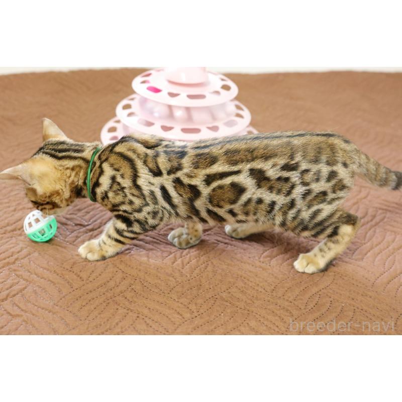 成約済の大阪府のベンガル-124883の5枚目